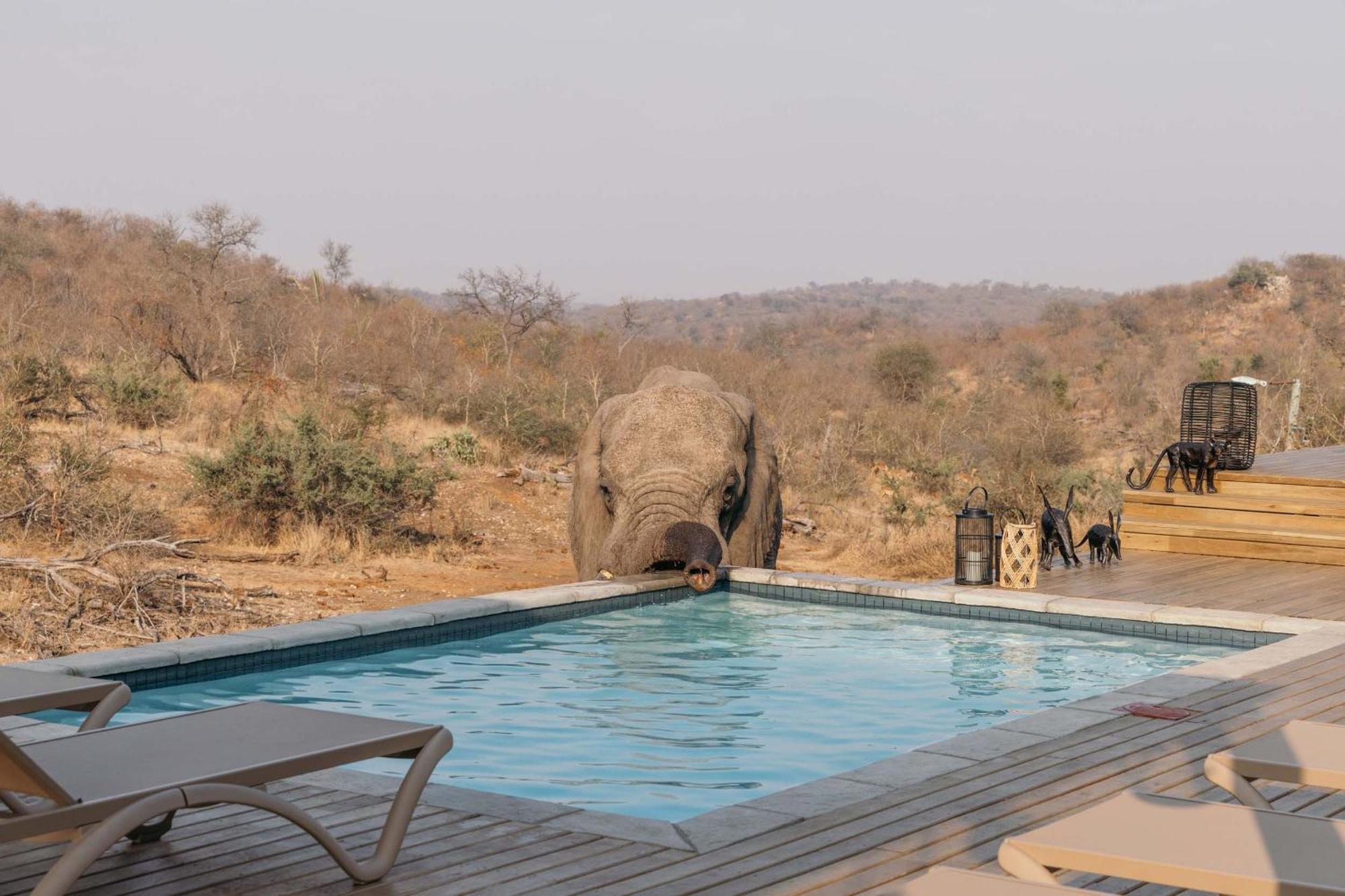 Villa Isambane Camp Balule Game Reserve Exterior foto